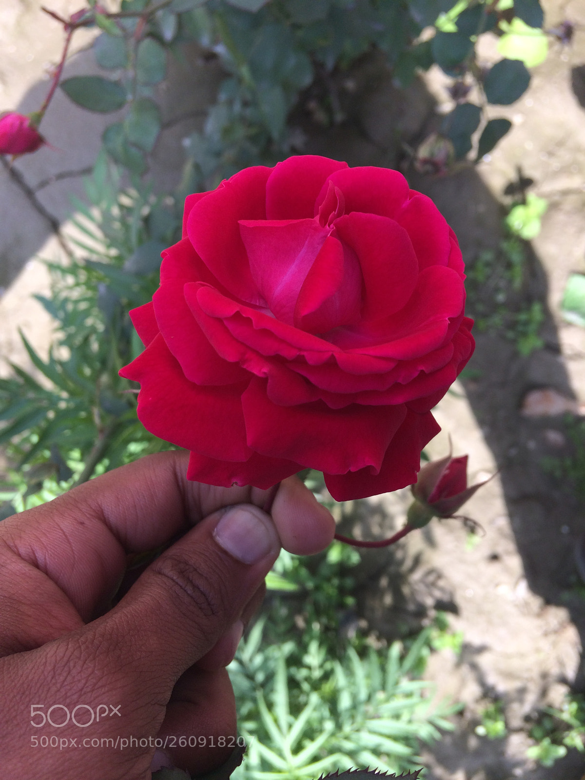 Apple iPhone 5s sample photo. Img photography