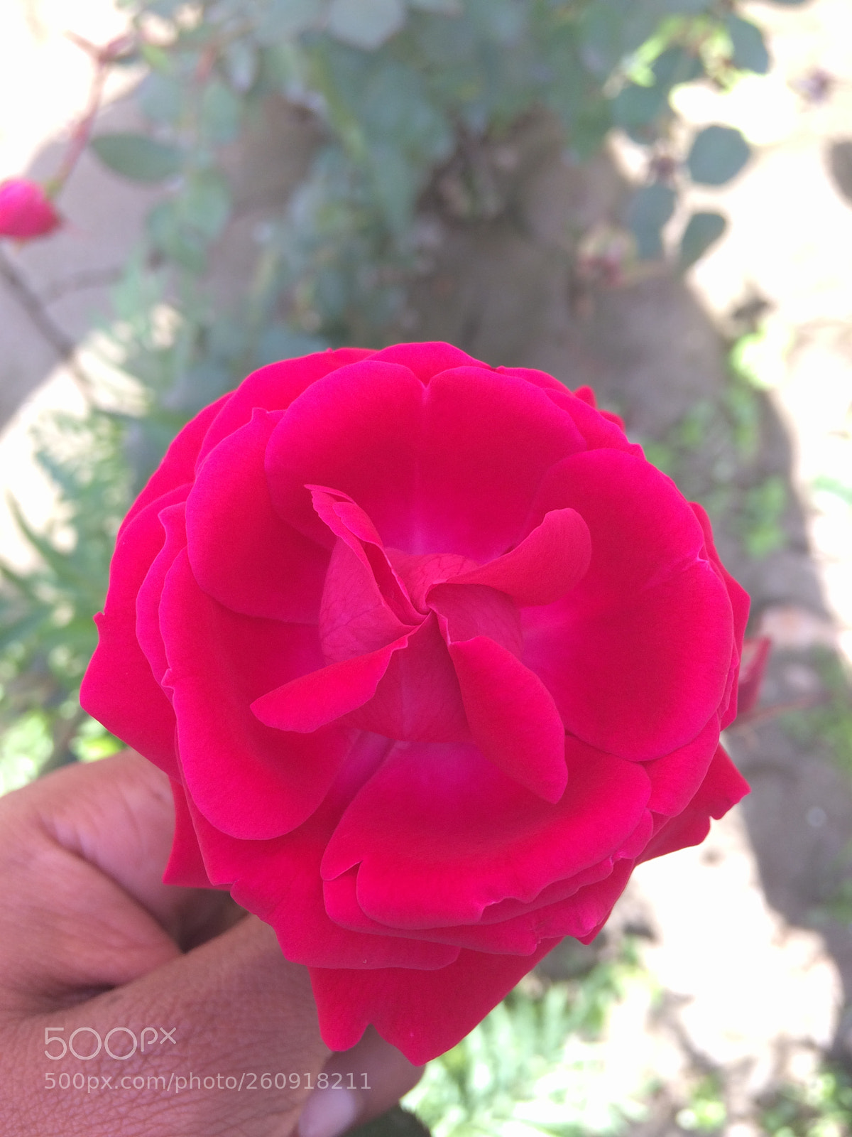 Apple iPhone 5s sample photo. Img photography