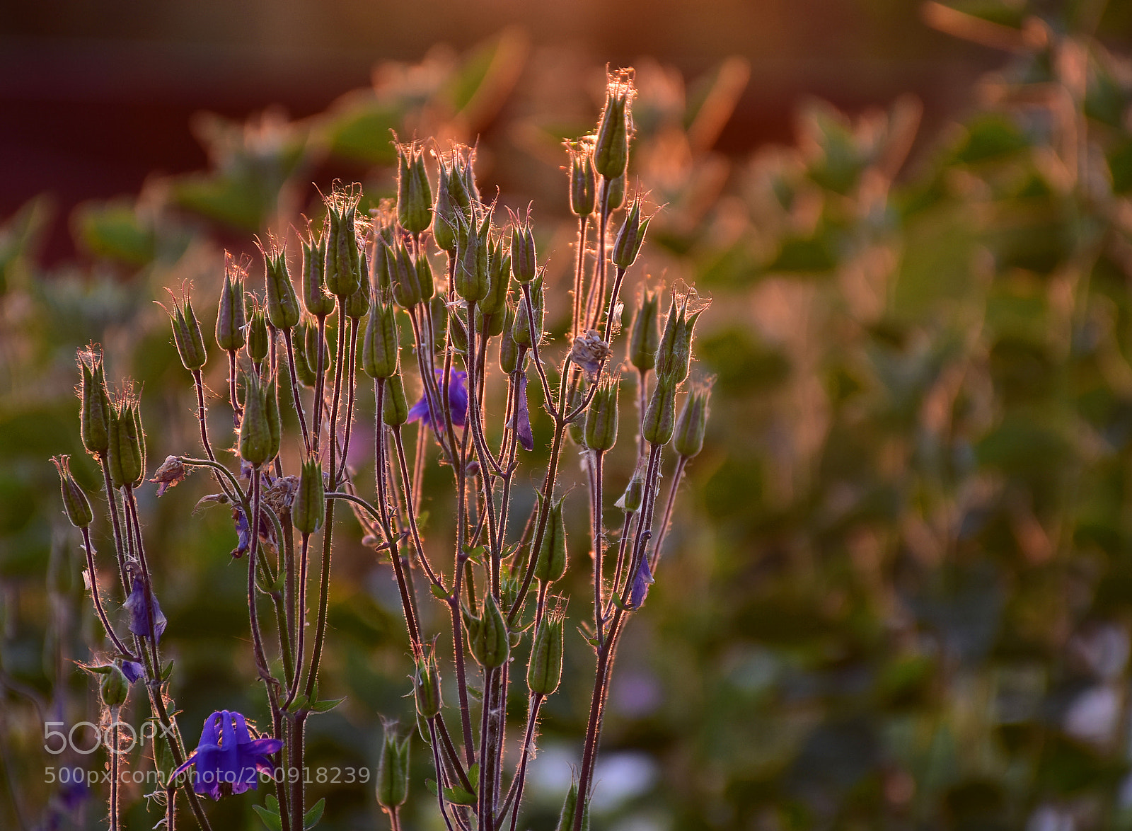 Nikon D7200 sample photo. The delicacy of the photography