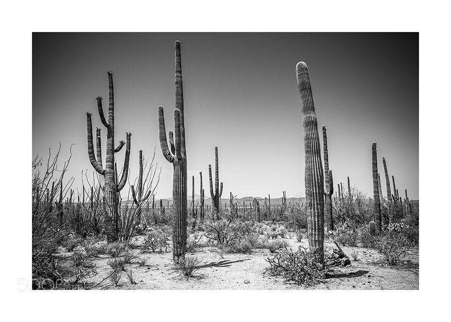 Nikon D4 sample photo. United scapes of america photography
