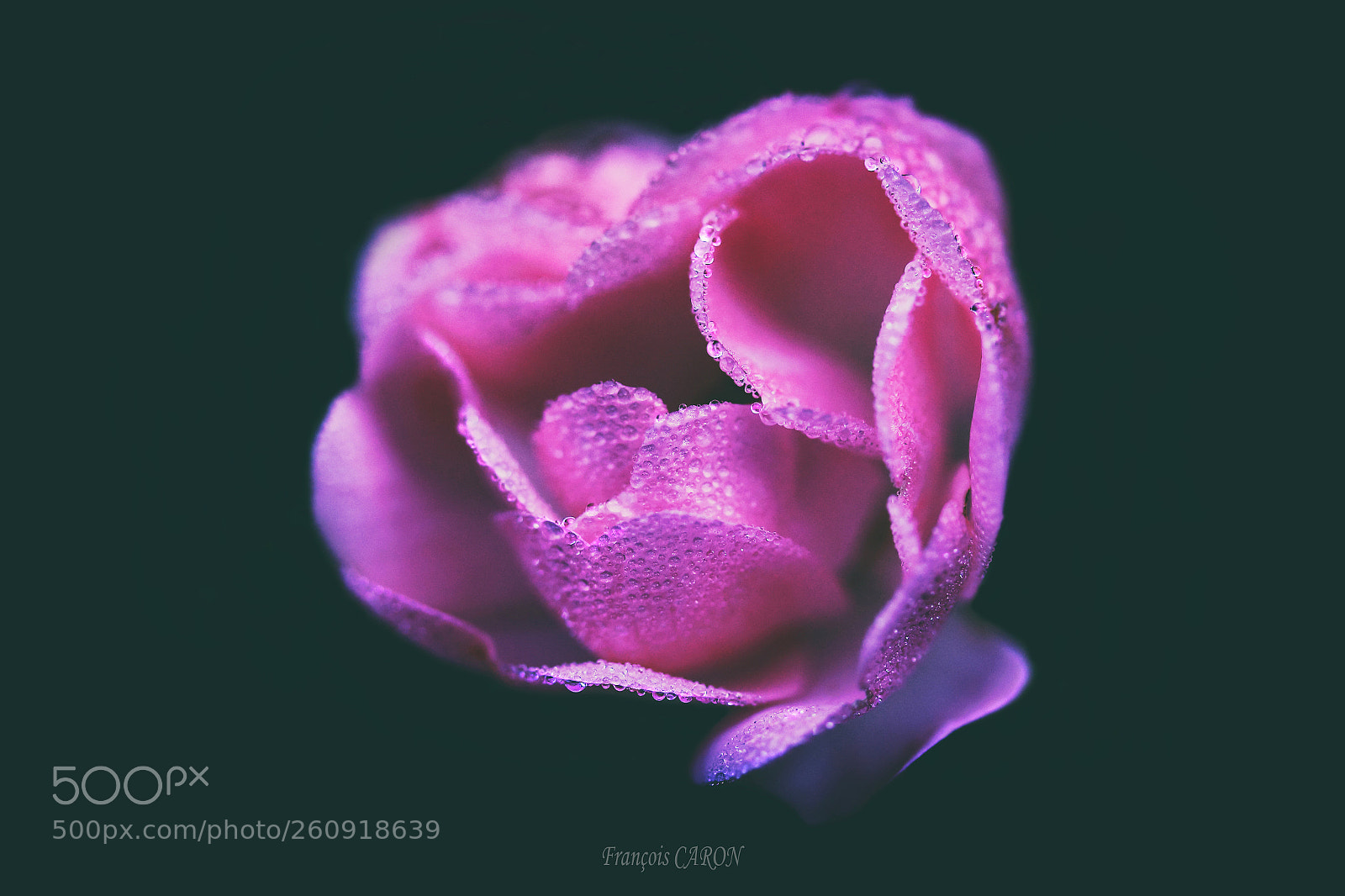Canon EOS 600D (Rebel EOS T3i / EOS Kiss X5) sample photo. Pink rose photography
