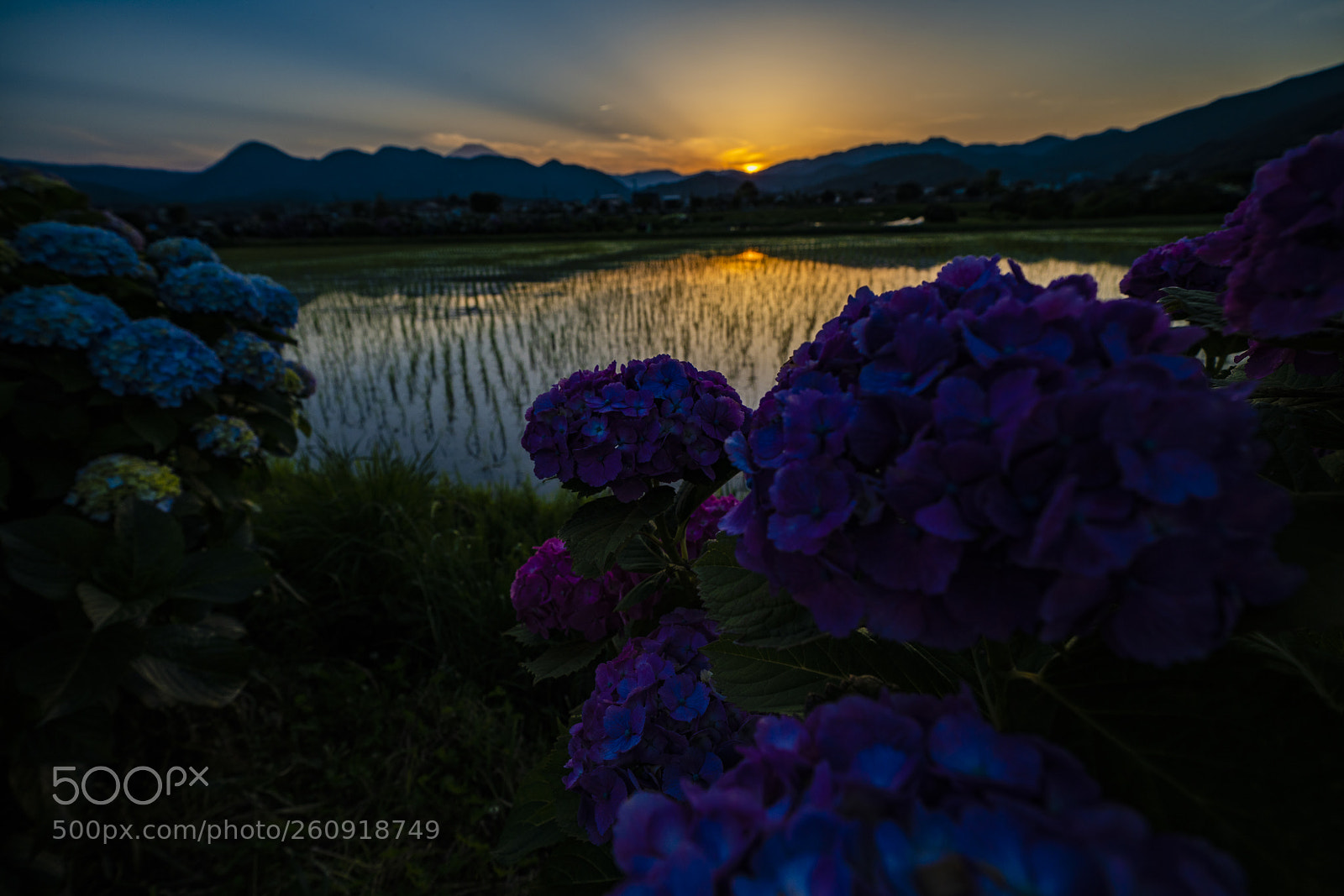 Sony a7R III sample photo. Ajisai no sato photography