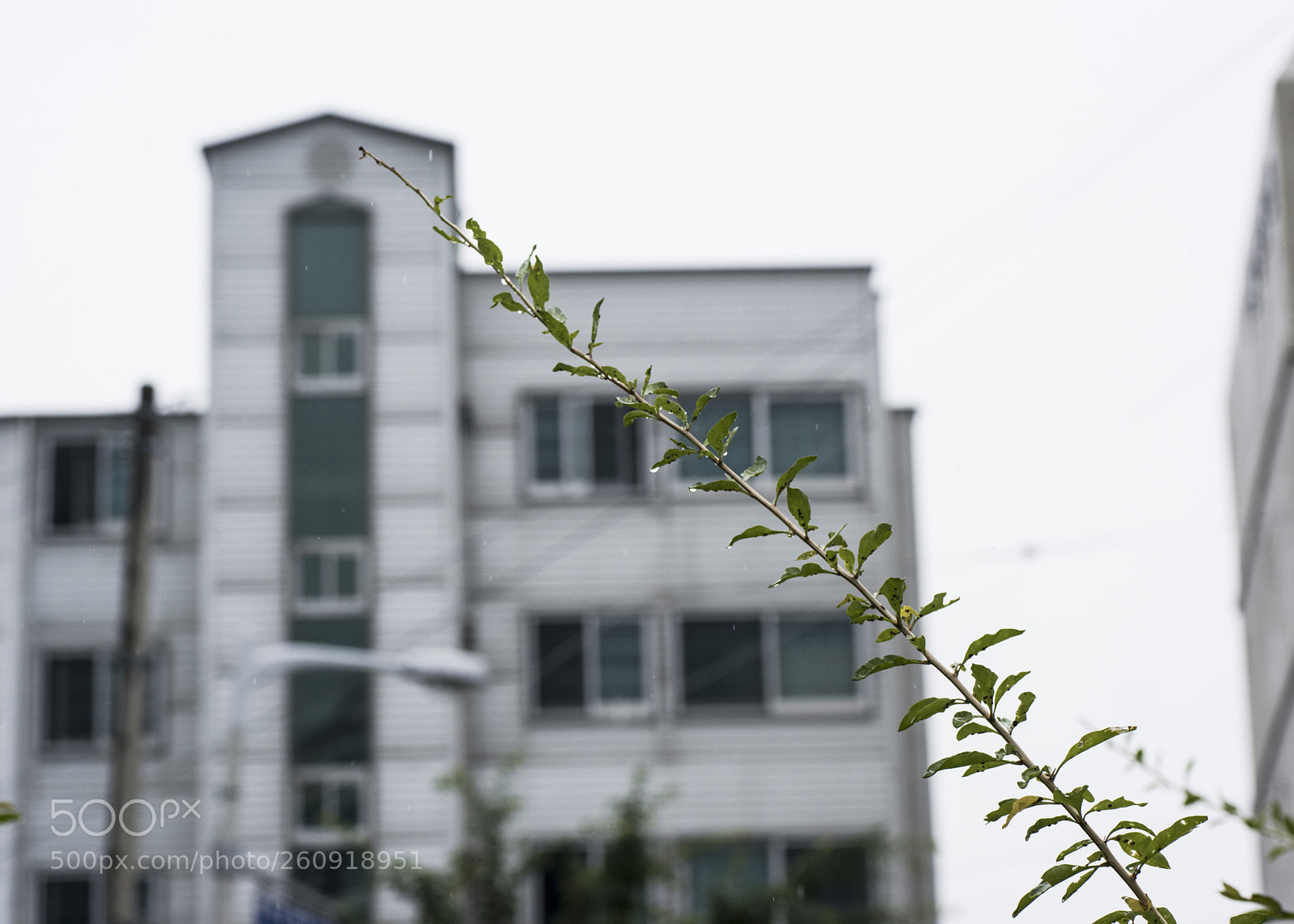 Nikon D810 sample photo. It is raining   no.9 photography