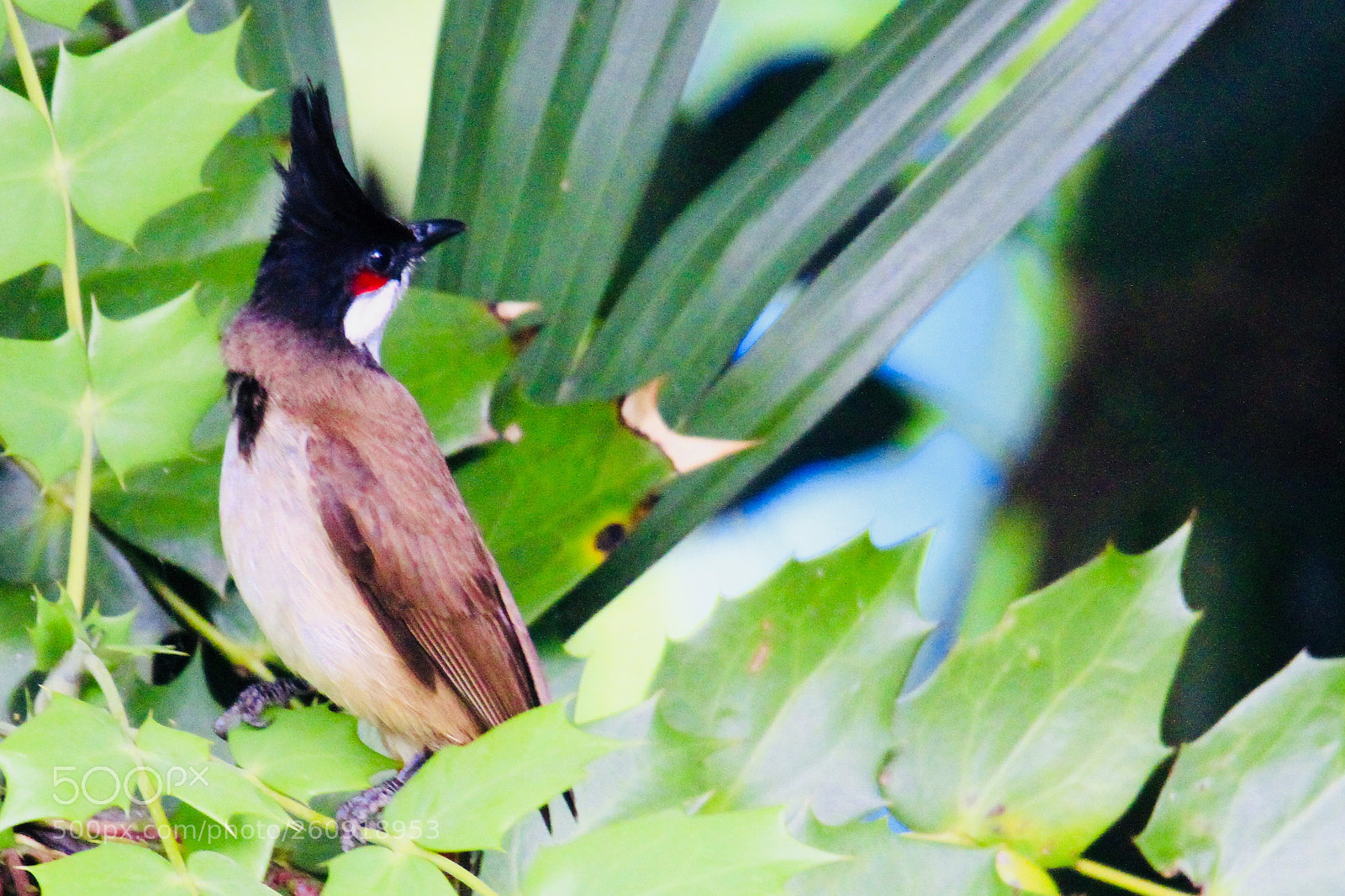 Canon EOS 7D sample photo. Pycnonotus aurigaster photography