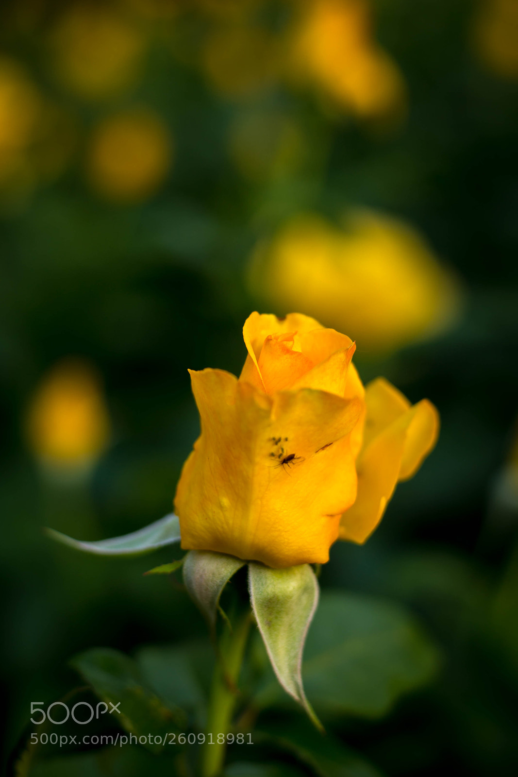 Canon EOS 6D sample photo. Yellow photography