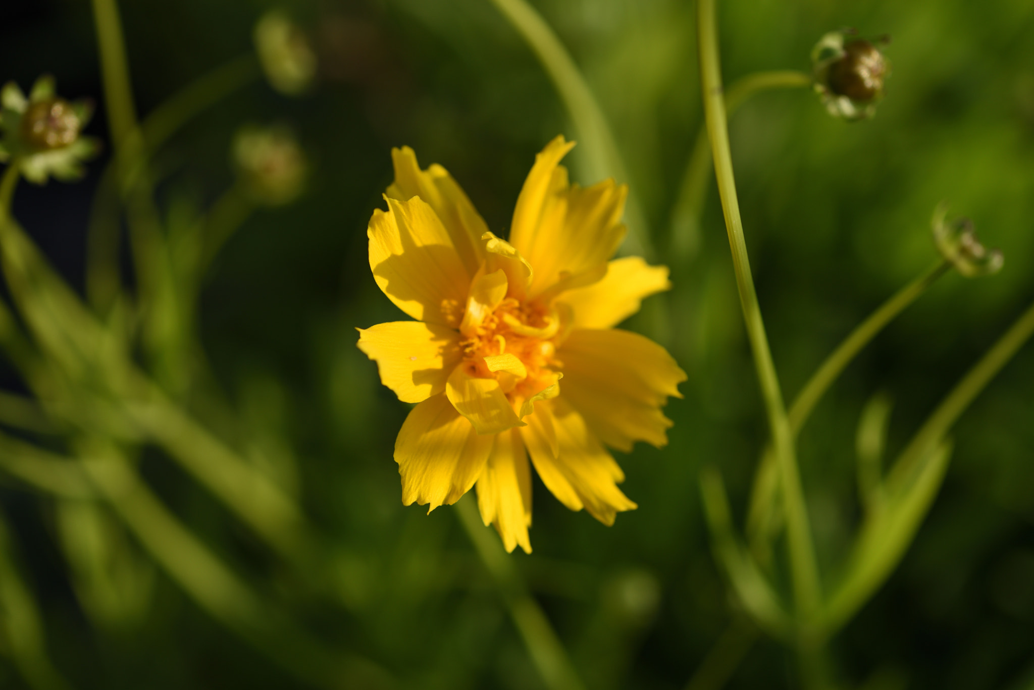 Nikon AF-S Micro-Nikkor 60mm F2.8G ED sample photo. キンケイギク photography