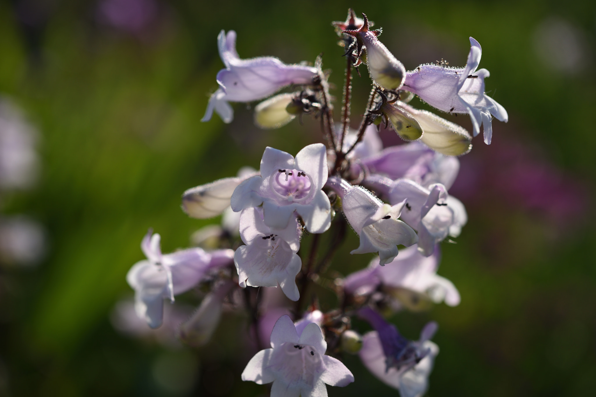 Nikon AF-S Micro-Nikkor 60mm F2.8G ED sample photo. フウリンソウ photography