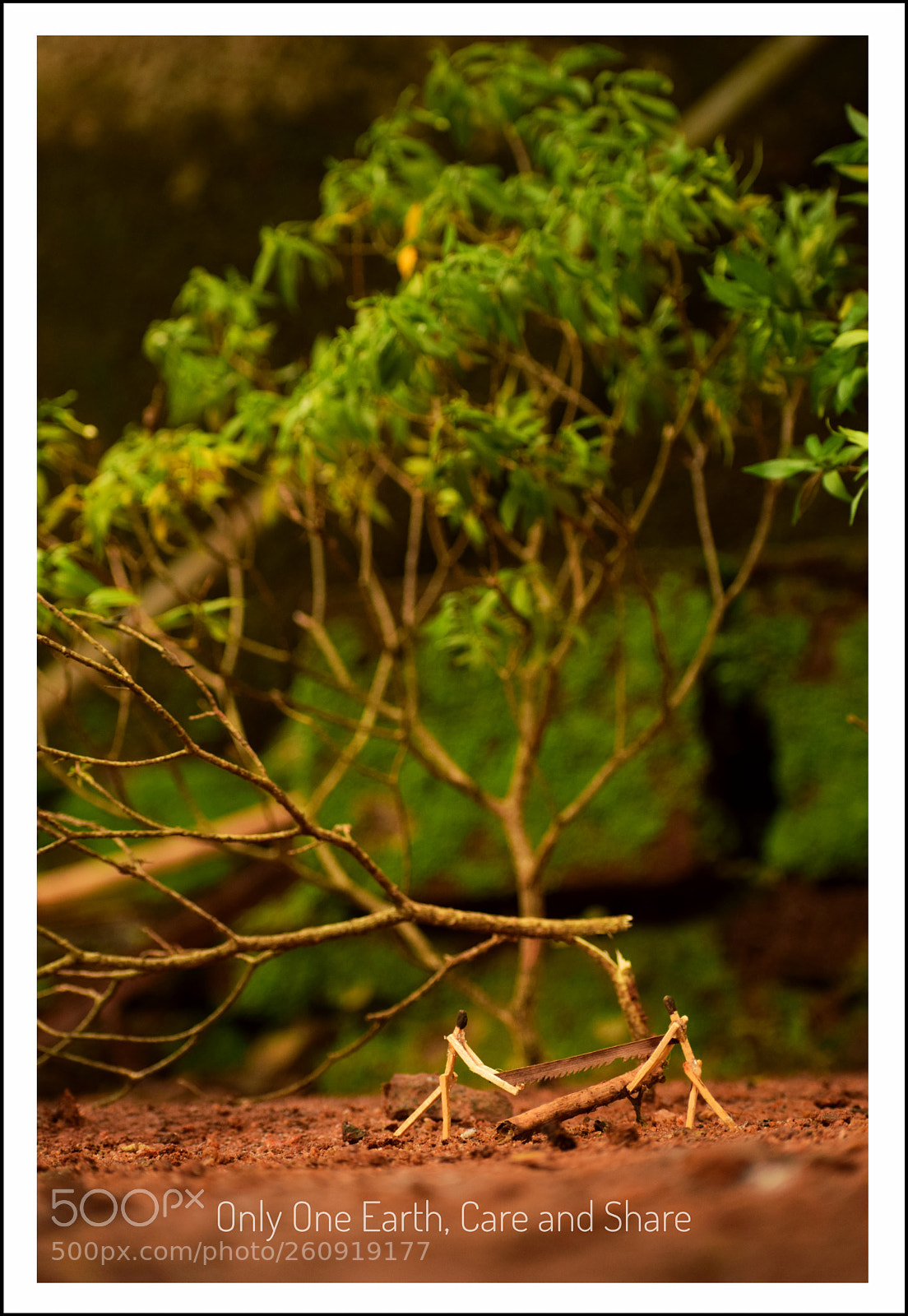 Nikon D5300 sample photo. Green photography