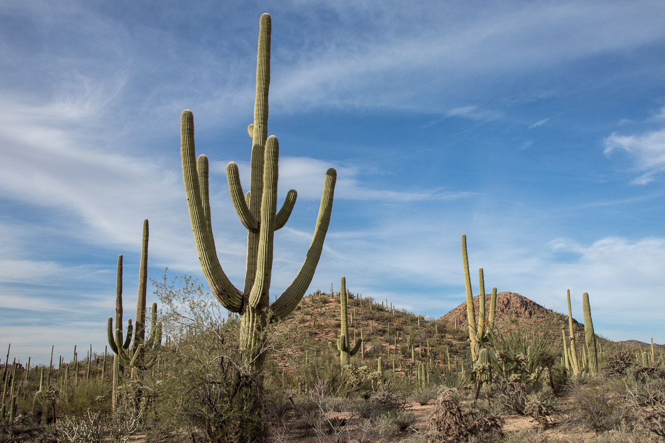 Canon EOS M5 sample photo. Saguaro cactus photography