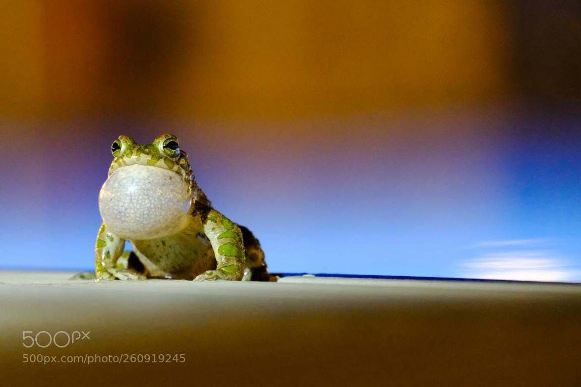 Fujifilm X-T2 sample photo. Frogtime in crete photography