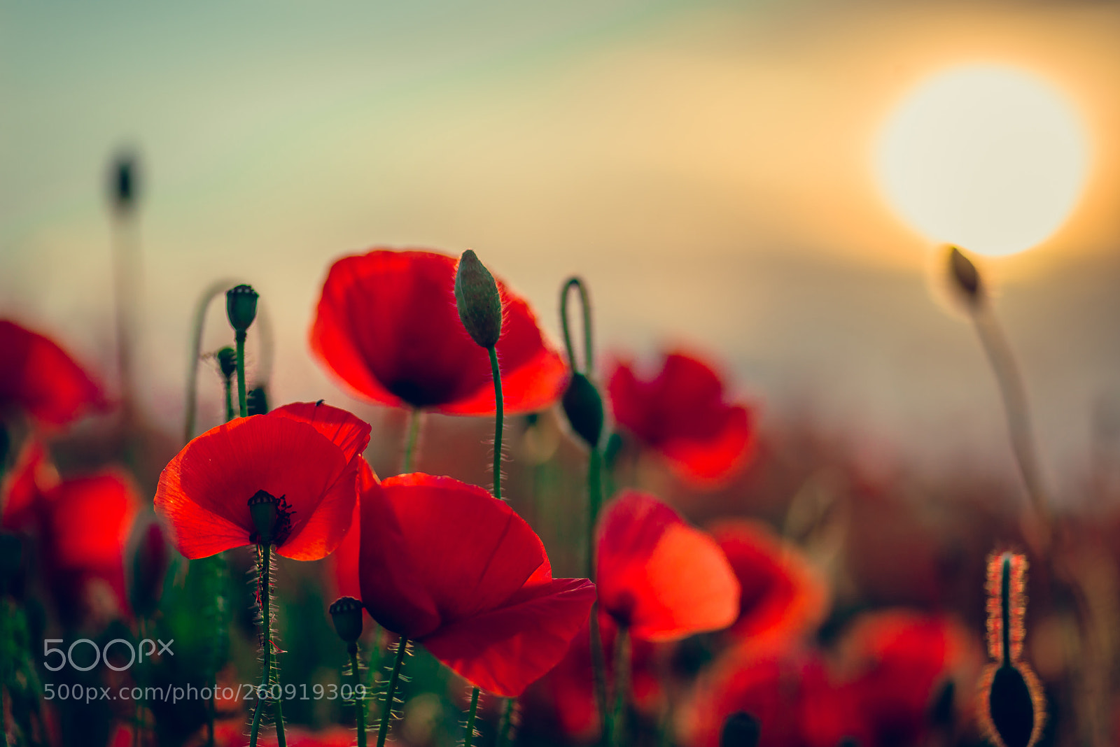 Nikon D610 sample photo. Poppies at sunset. photography