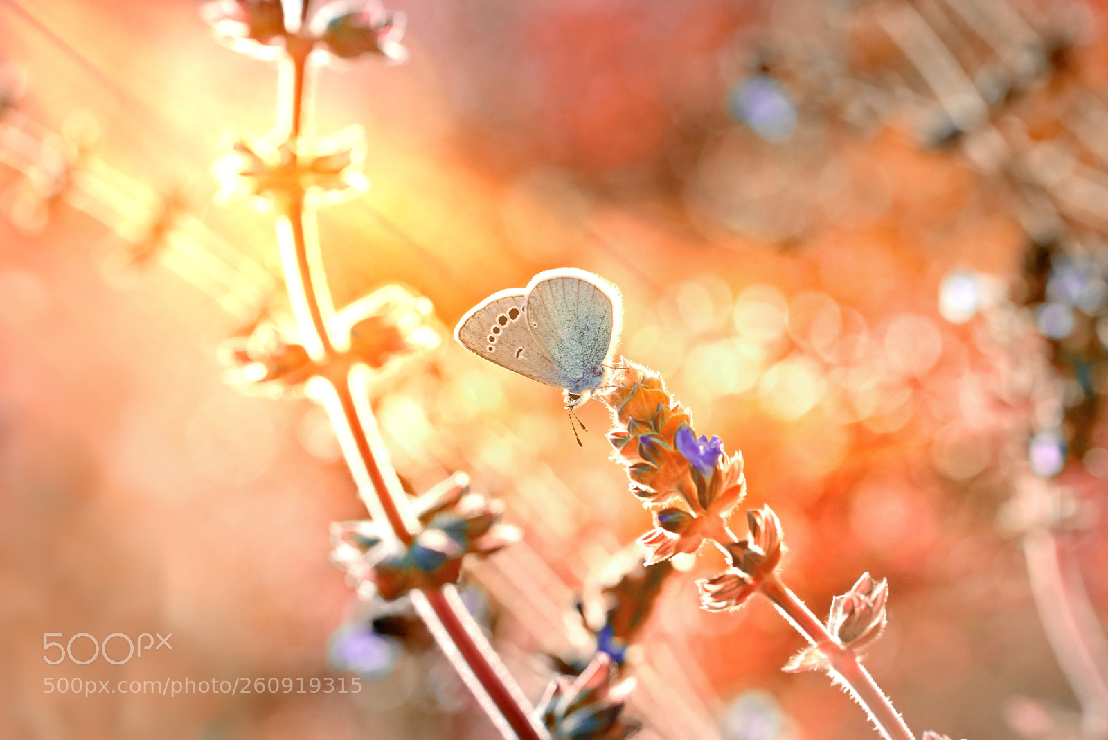 Nikon D610 sample photo. Morning lights photography