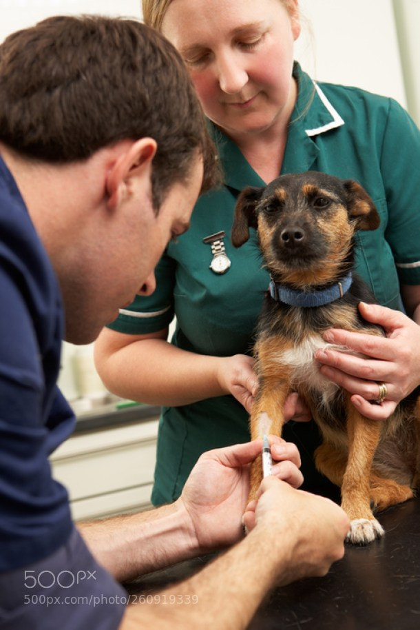 Canon EOS-1Ds Mark II sample photo. Rottweiler health problems photography