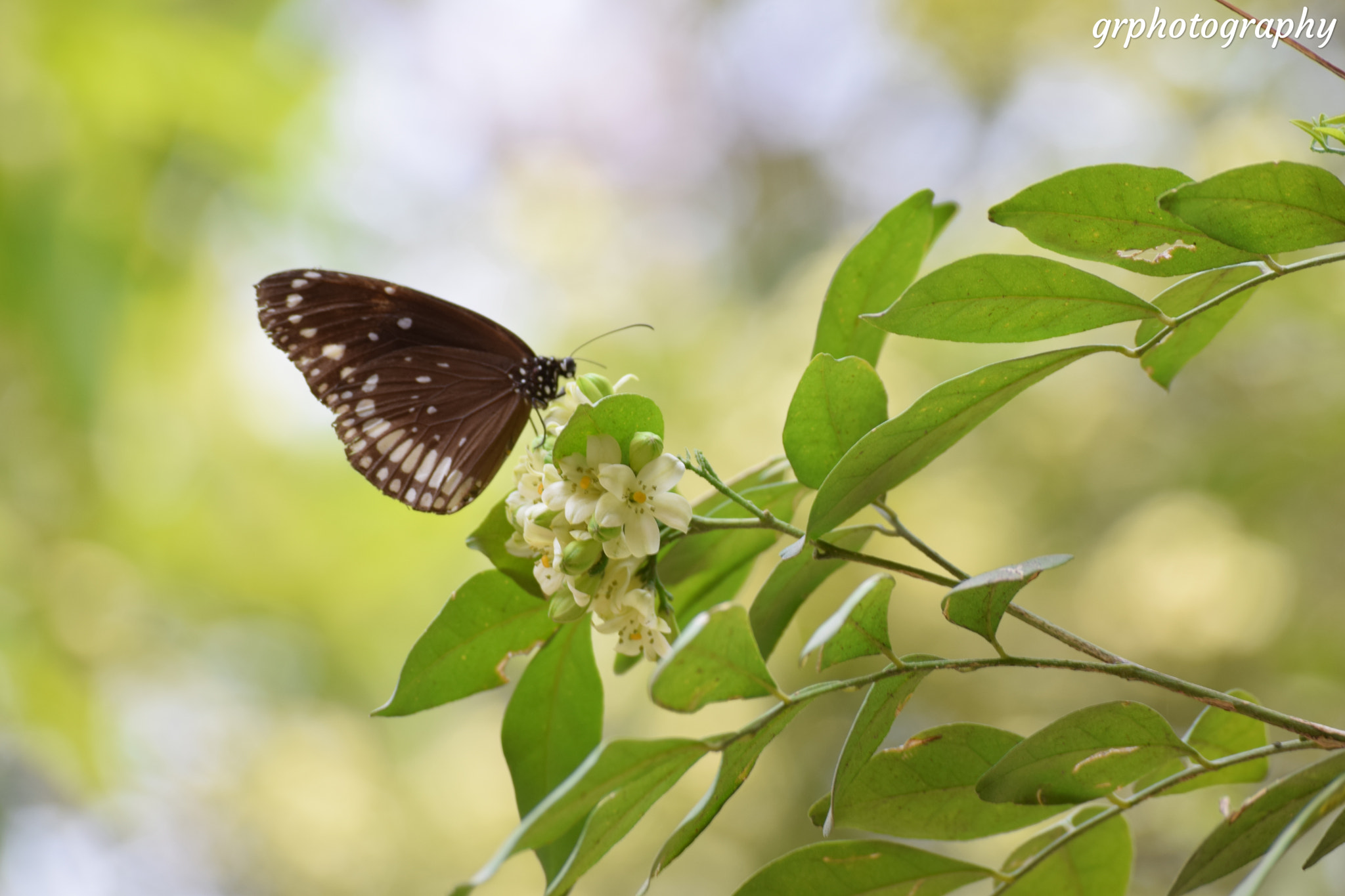 Nikon D3300 sample photo. Untitled photography