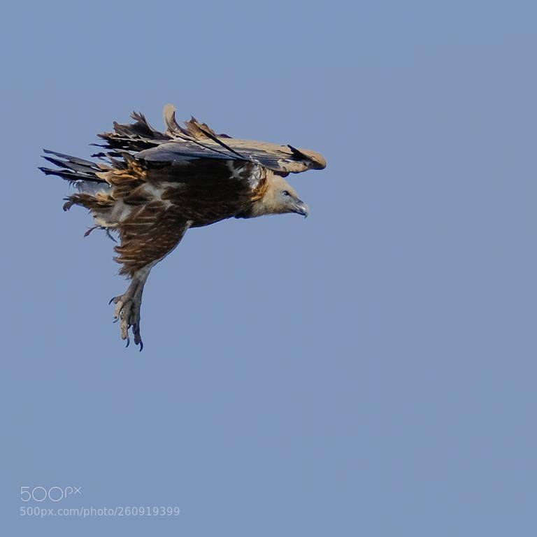 Fujifilm X-T2 sample photo. Vulture photography