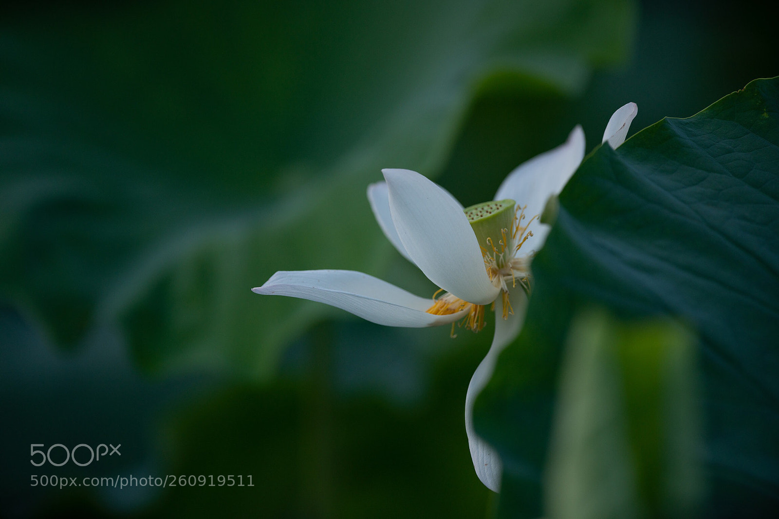 Sony a7R III sample photo. Untitled photography