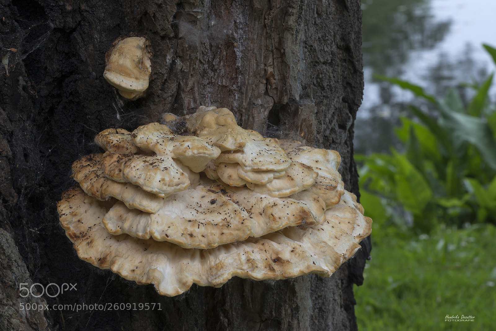 Nikon D800 sample photo. Fungus photography