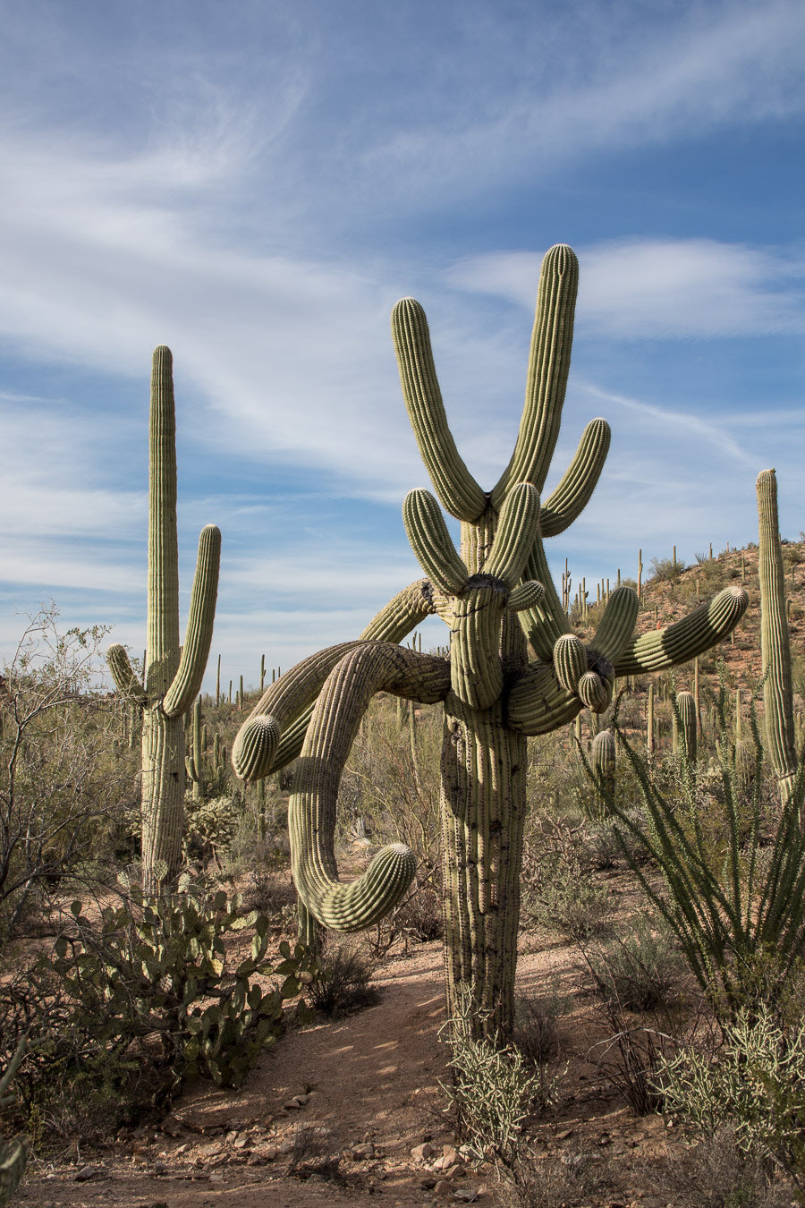 Canon EOS M5 sample photo. Funny shaped saguaro photography