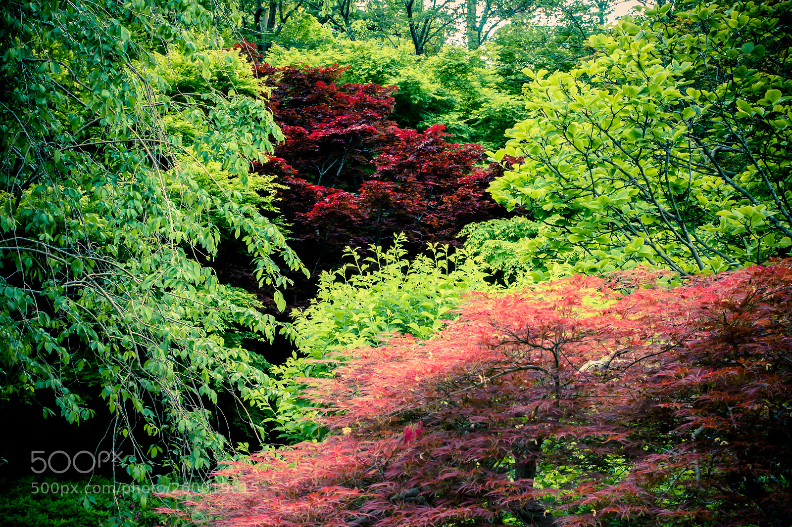 Sony Cyber-shot DSC-RX100 III sample photo. Zen garden red maple photography