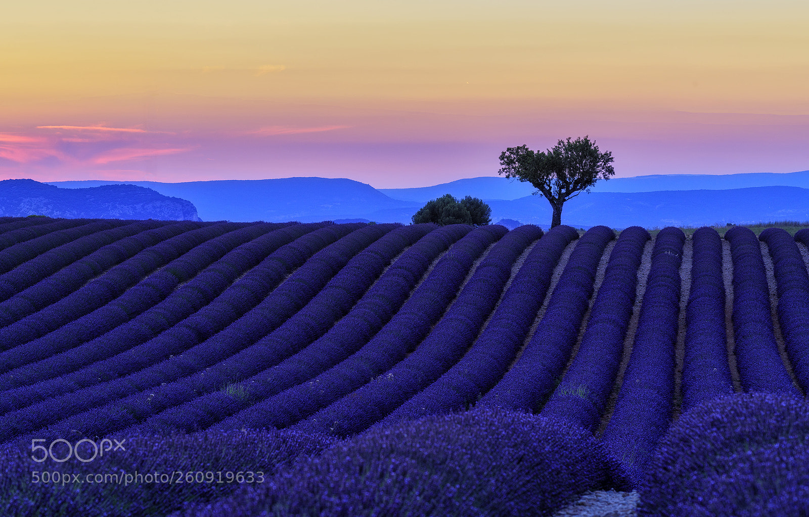 Nikon D810 sample photo. Lavender photography