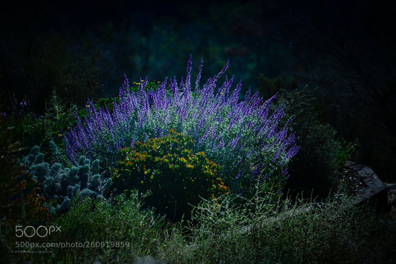 Nikon D800 sample photo. Underwater garden photography