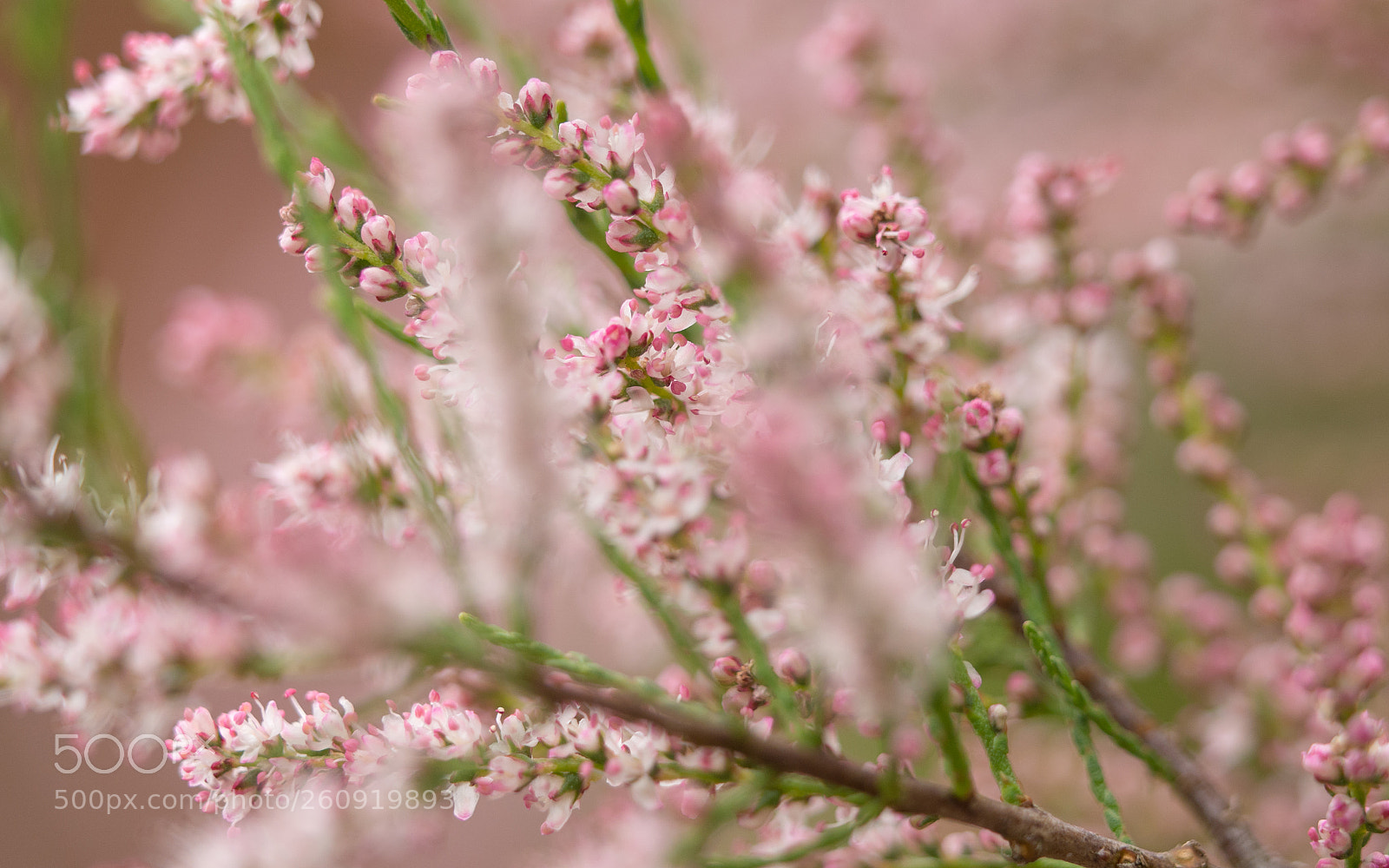 Olympus OM-D E-M10 II sample photo. Tamarix tetrandra photography