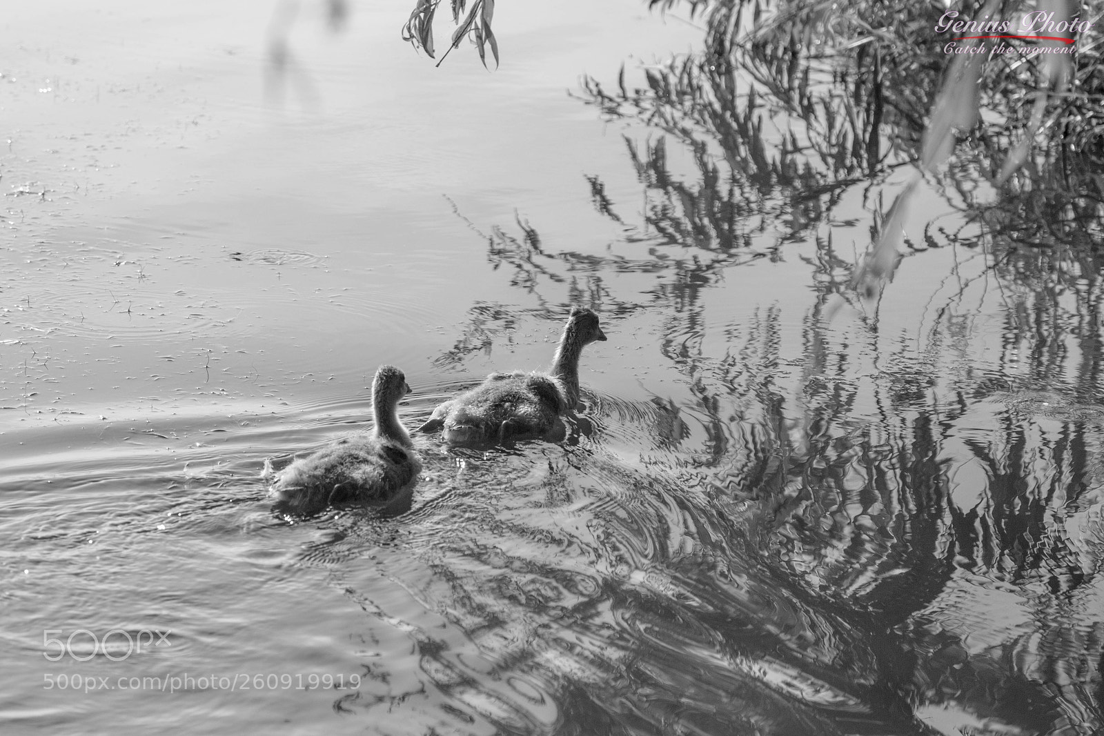 Canon EOS 6D sample photo. Trip in nature photography