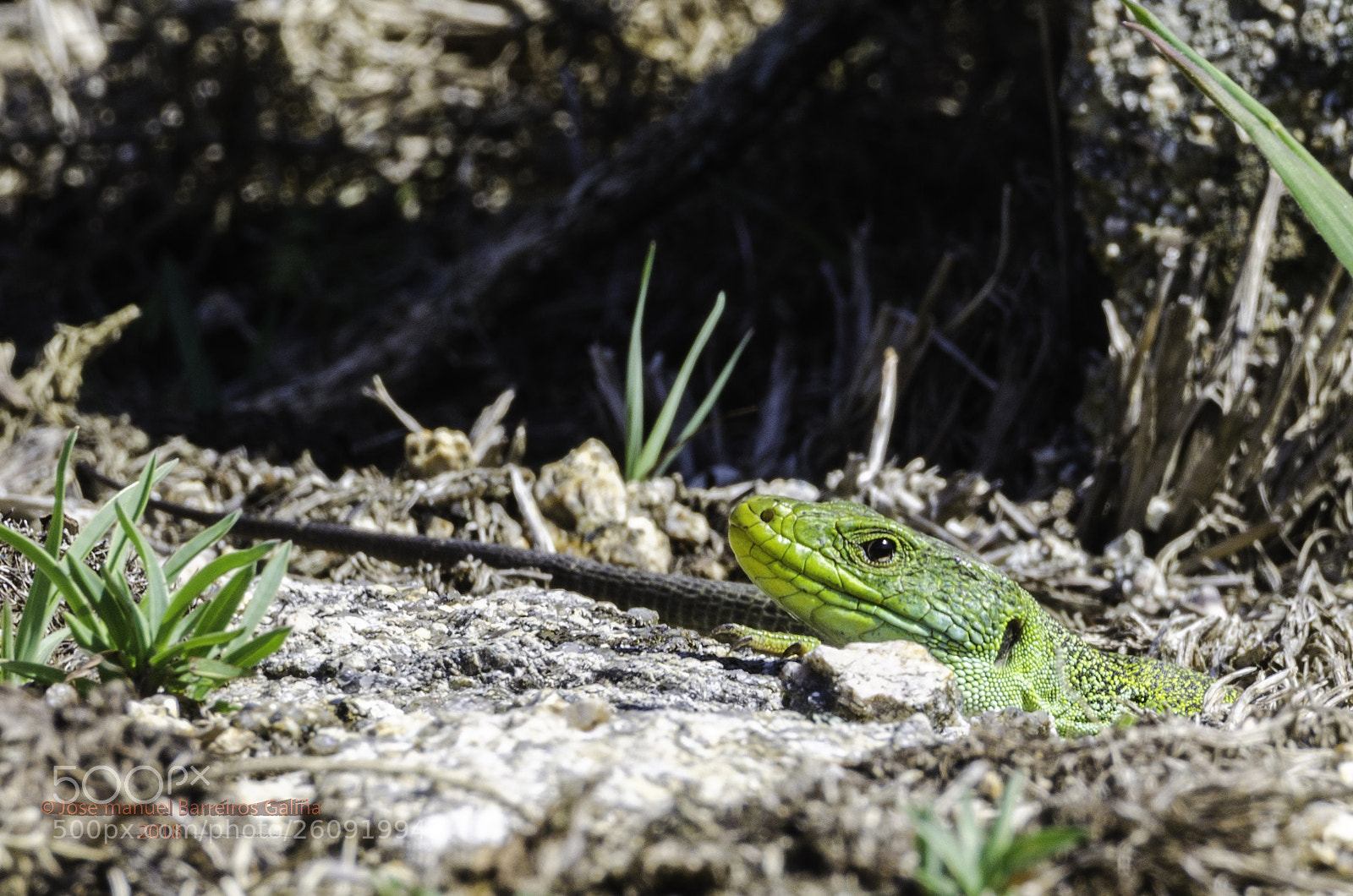 Nikon D5100 sample photo. Lagarto photography