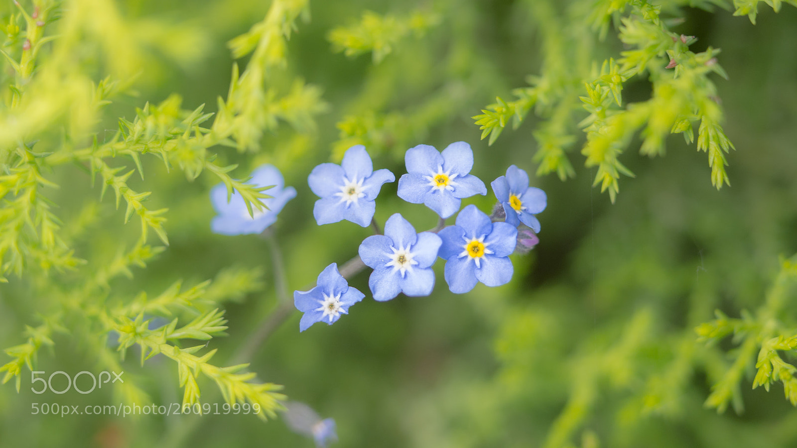 Olympus OM-D E-M10 II sample photo. Wild forget-me-nots photography