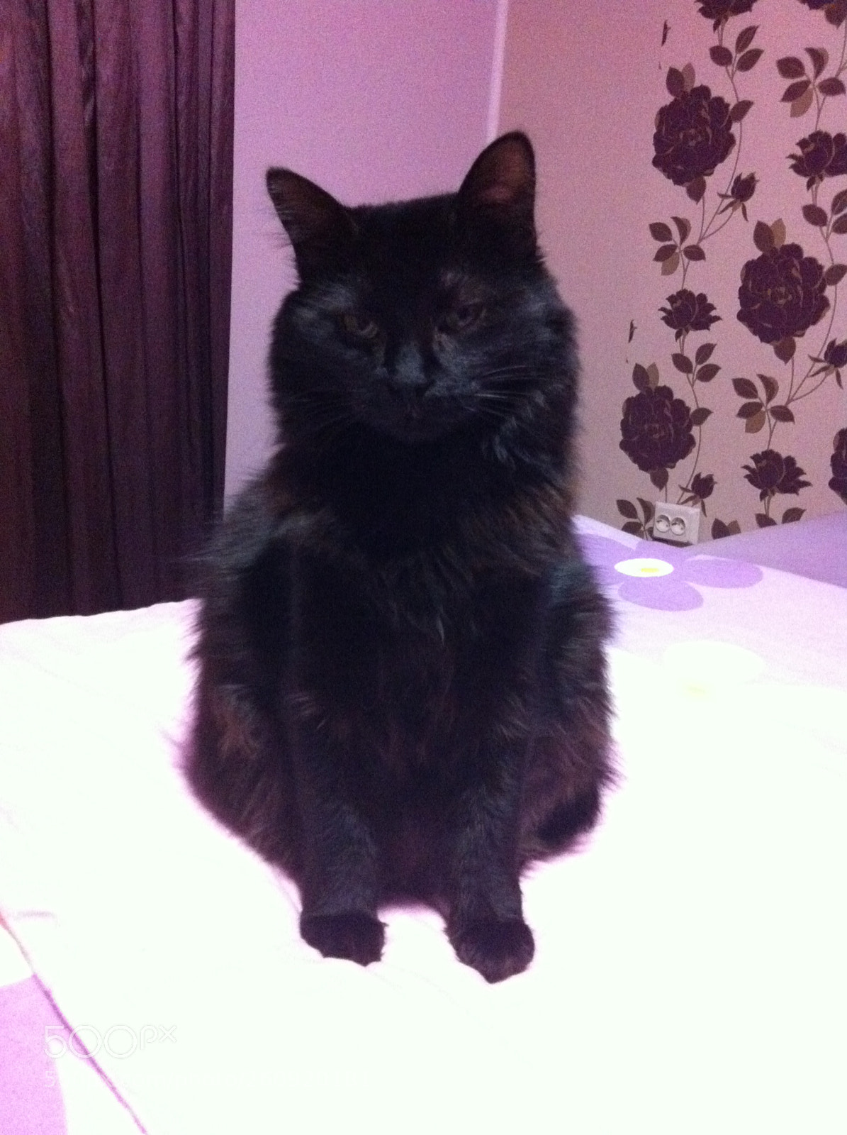 Apple iPhone 4 sample photo. Cats photography