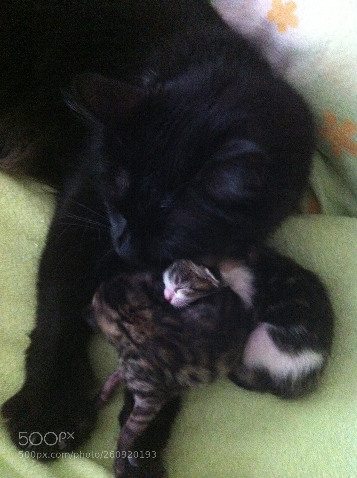 Apple iPhone 4 sample photo. Cats photography