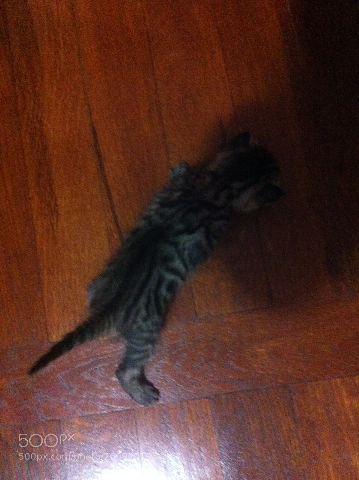 Apple iPhone 4 sample photo. Cats photography