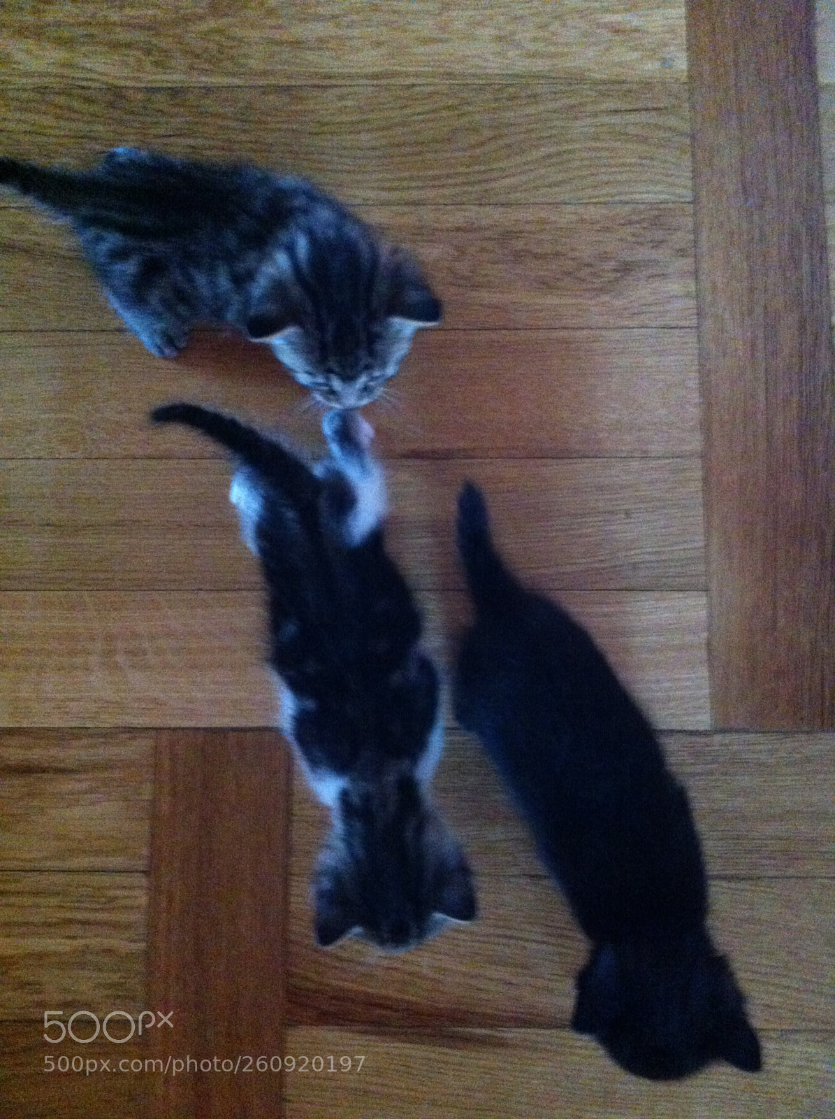 Apple iPhone 4 sample photo. Cats photography