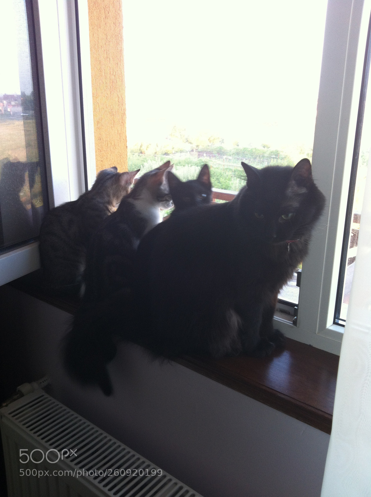 Apple iPhone 4 sample photo. Cats photography