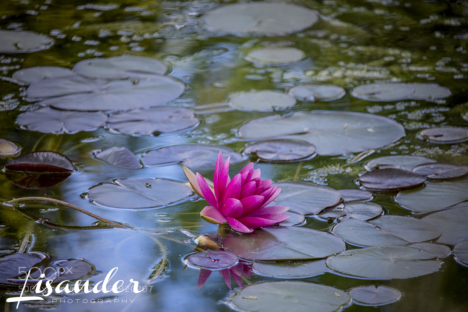 Canon EOS 750D (EOS Rebel T6i / EOS Kiss X8i) sample photo. The pond in pink photography