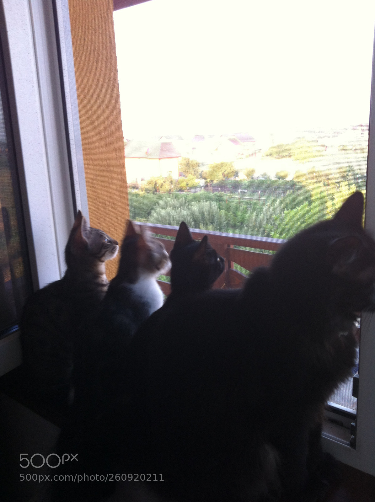 Apple iPhone 4 sample photo. Cats photography