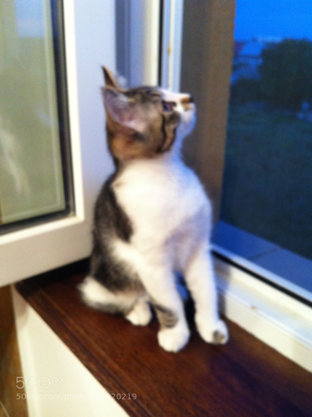Apple iPhone 4 sample photo. Cats photography