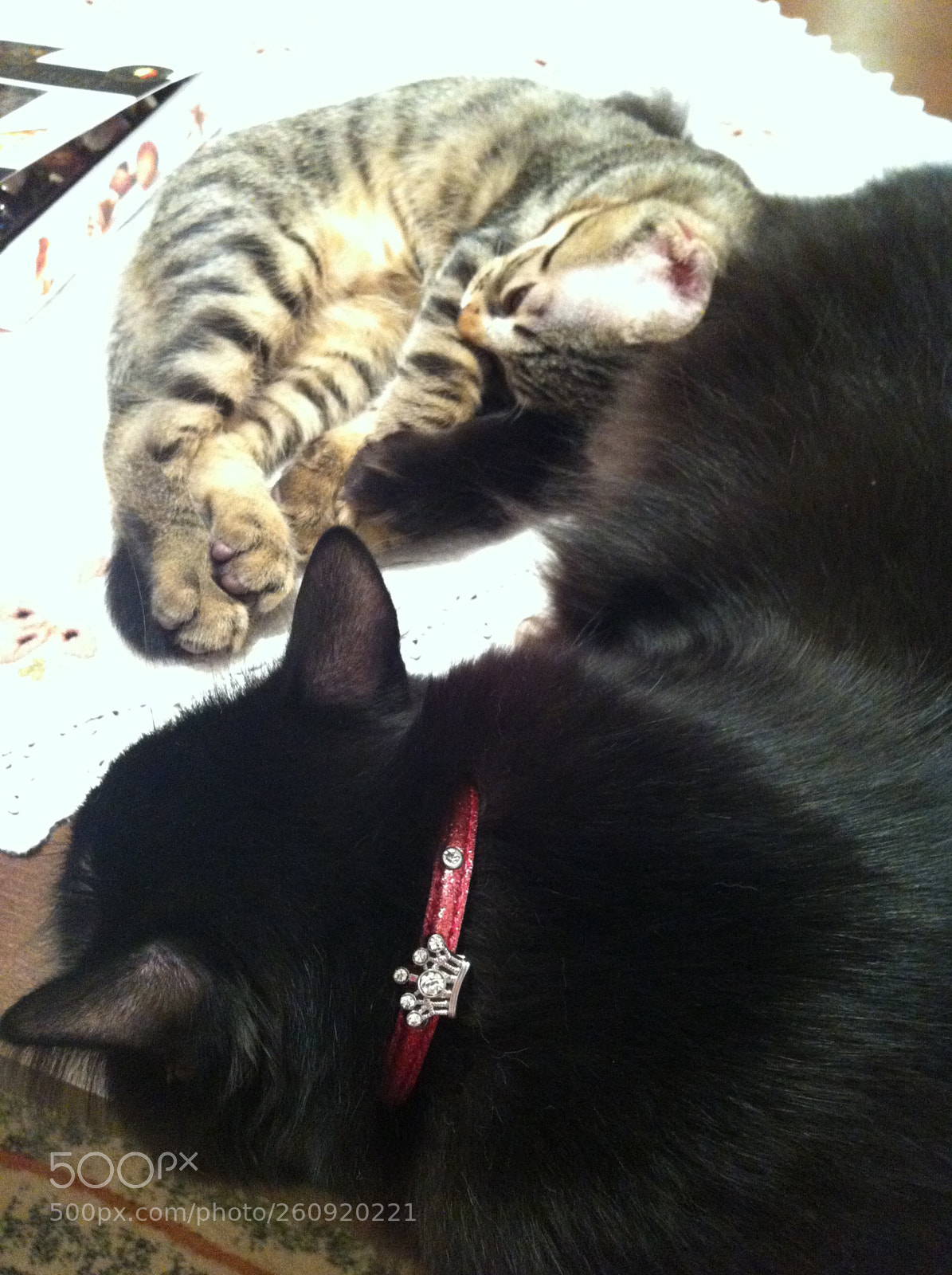 Apple iPhone 4 sample photo. Cats photography