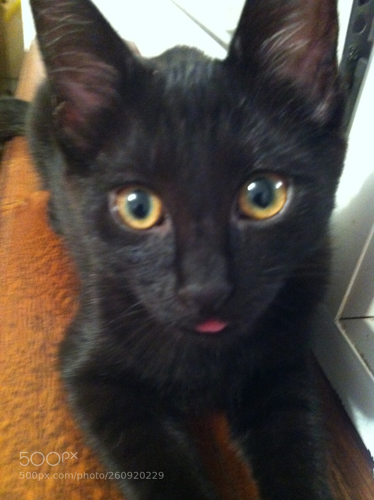 Apple iPhone 4 sample photo. Cats photography