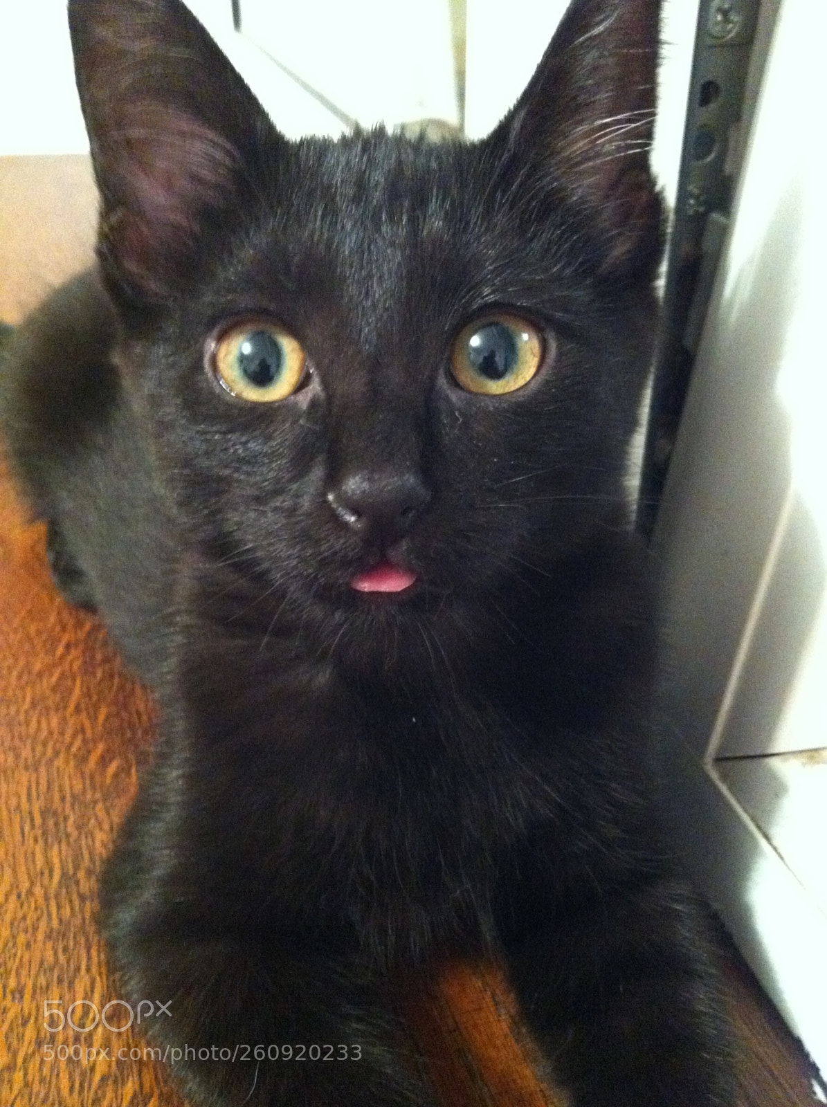 Apple iPhone 4 sample photo. Cats photography