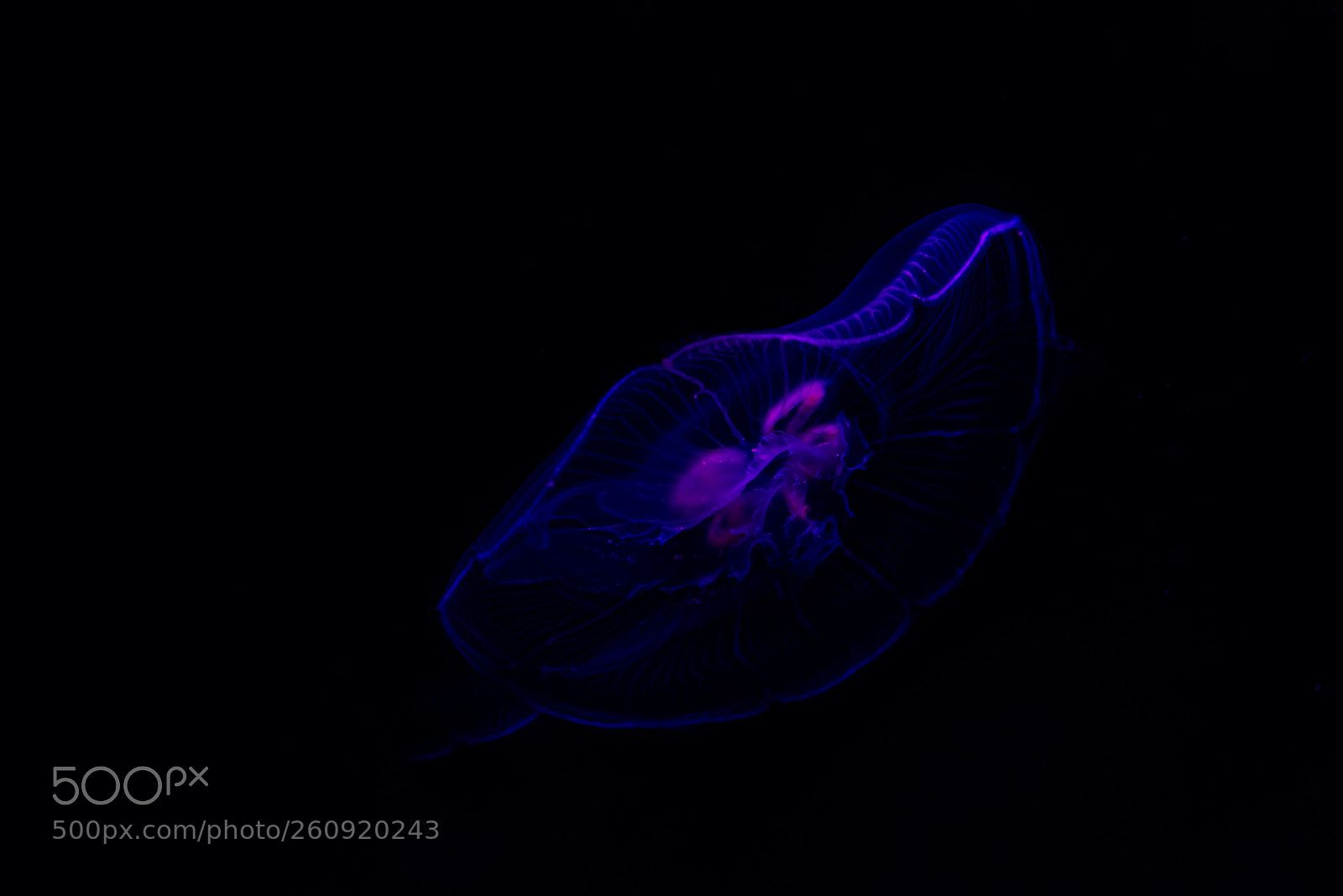 Nikon D750 sample photo. Colourful jellyfish () photography