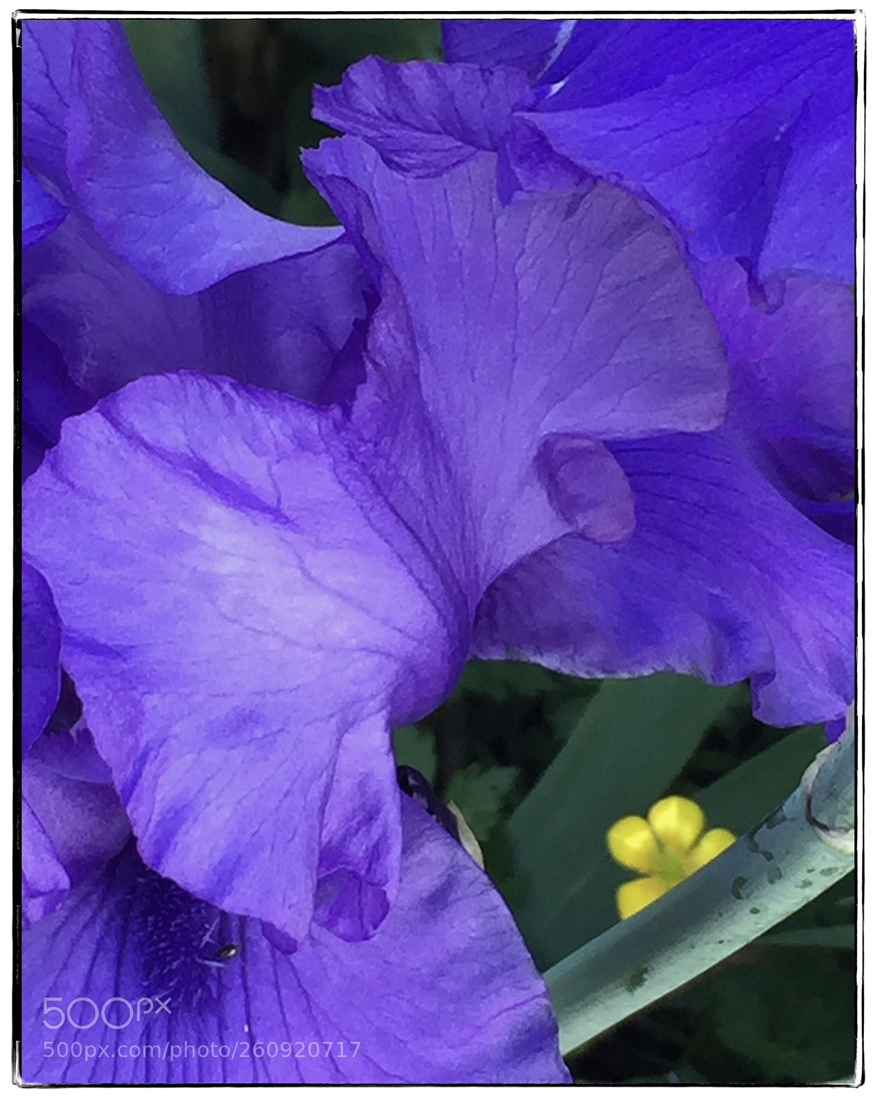 Apple iPhone 6 sample photo. Beam me up, buttercup photography