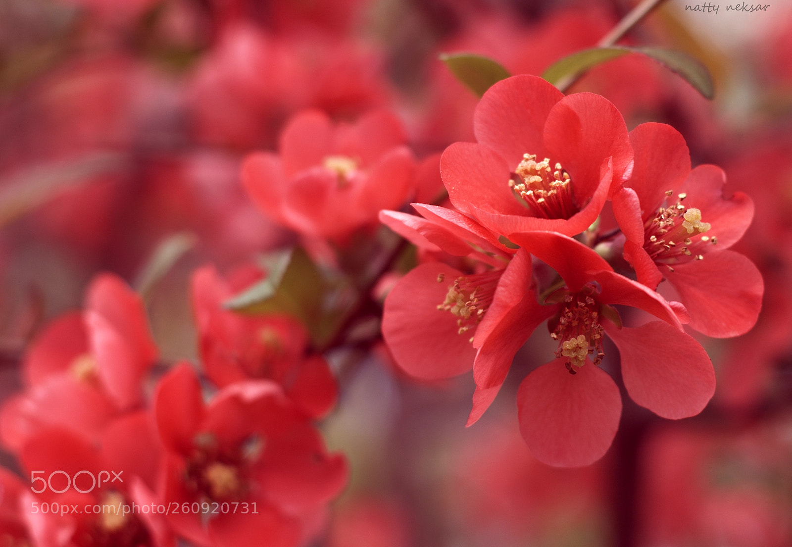 Nikon D5300 sample photo. #springtime...15 photography