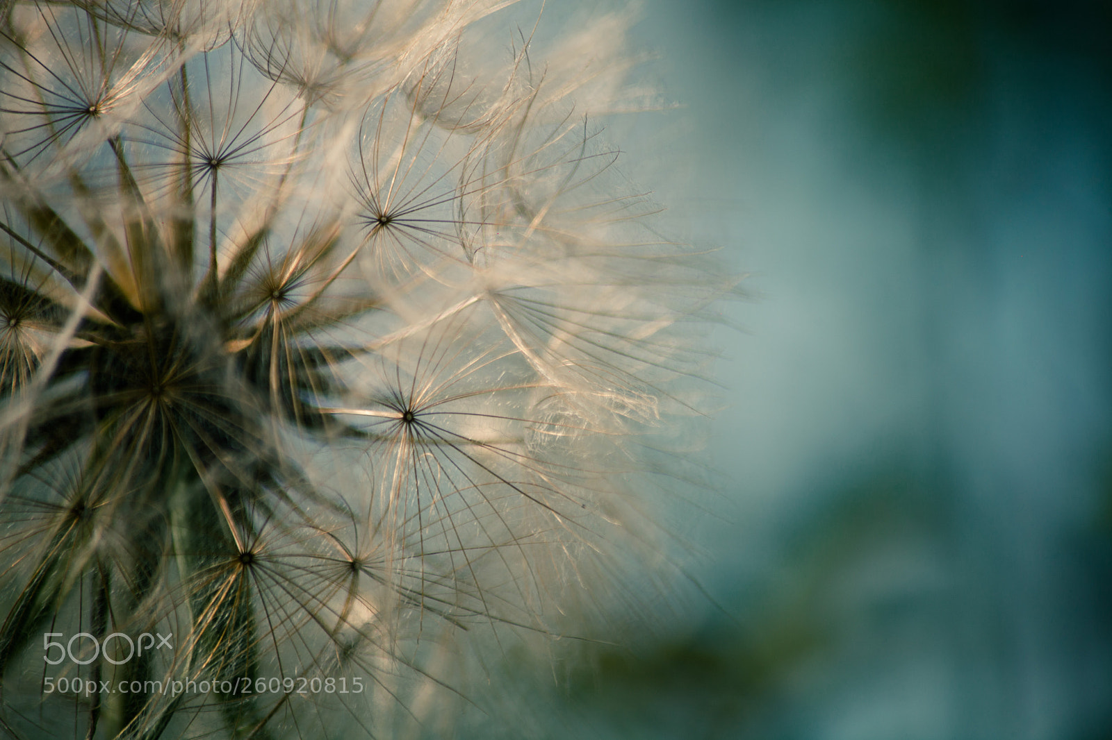 Canon EOS 5D Mark II sample photo. Untitled photography