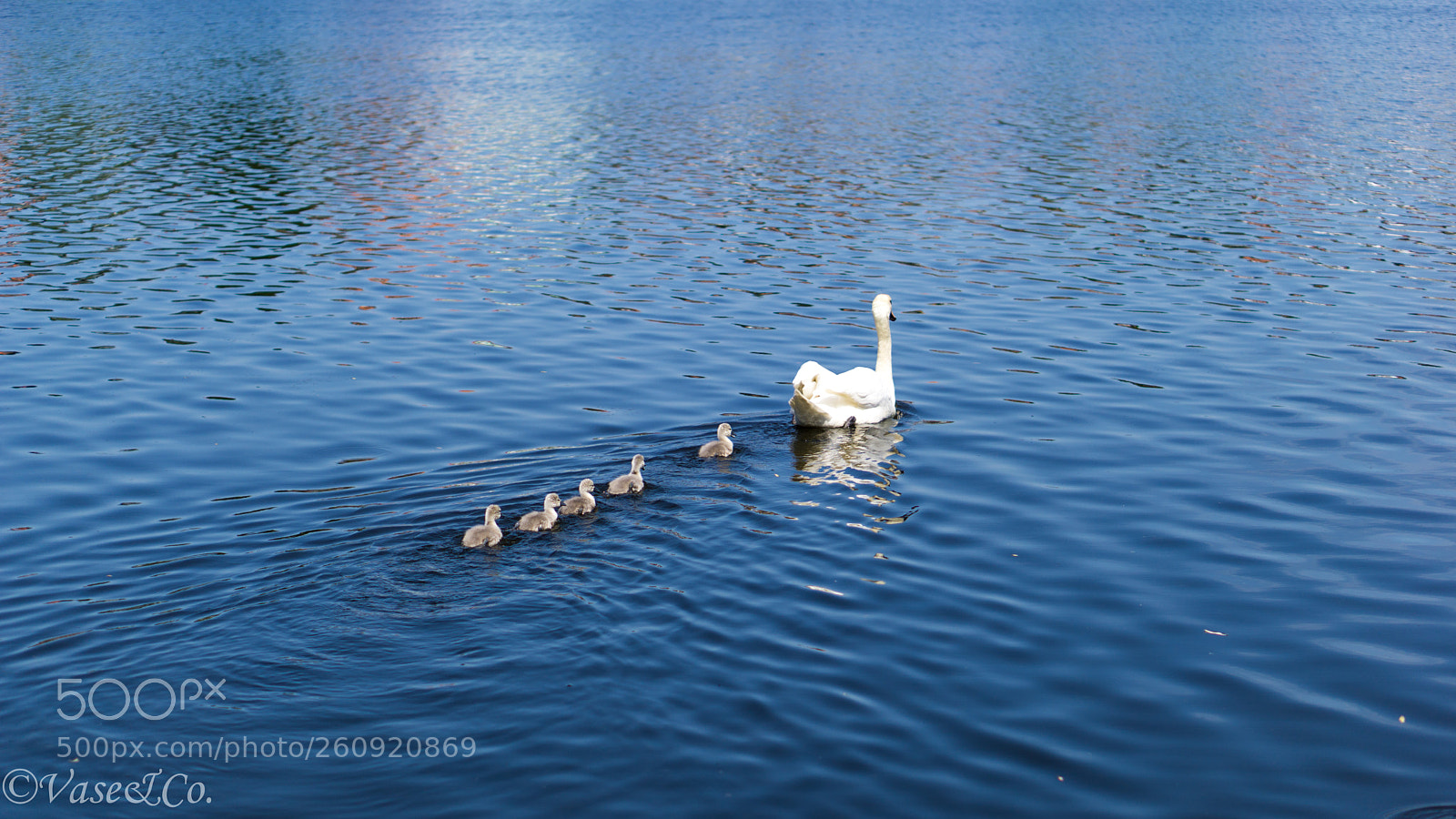 Sony a6000 sample photo. Swan family photography
