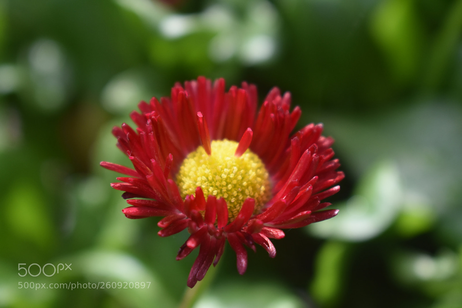 Nikon D3400 sample photo. Spiked beauty photography