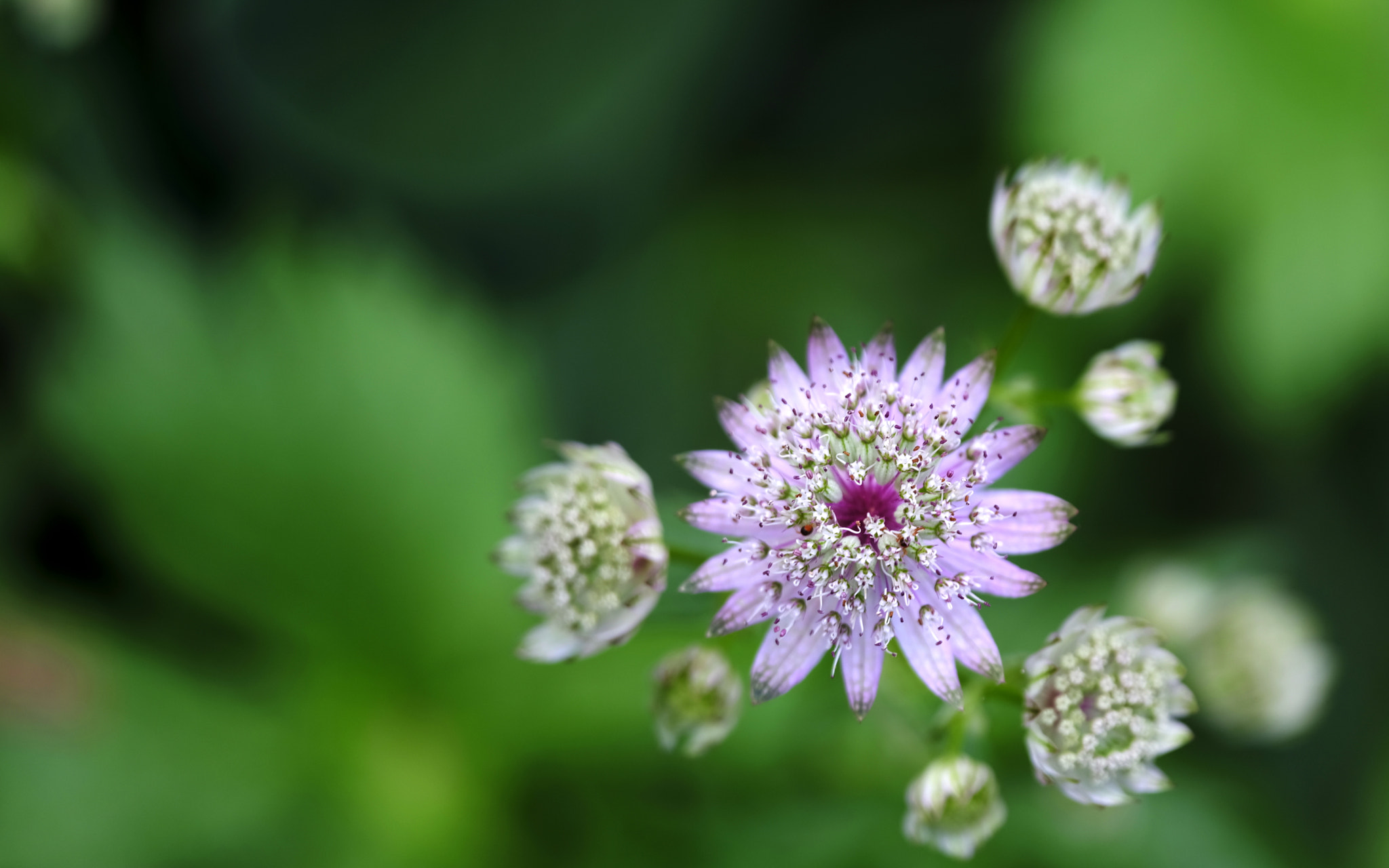 Fujifilm GFX 50S sample photo. Lovely pink stars photography
