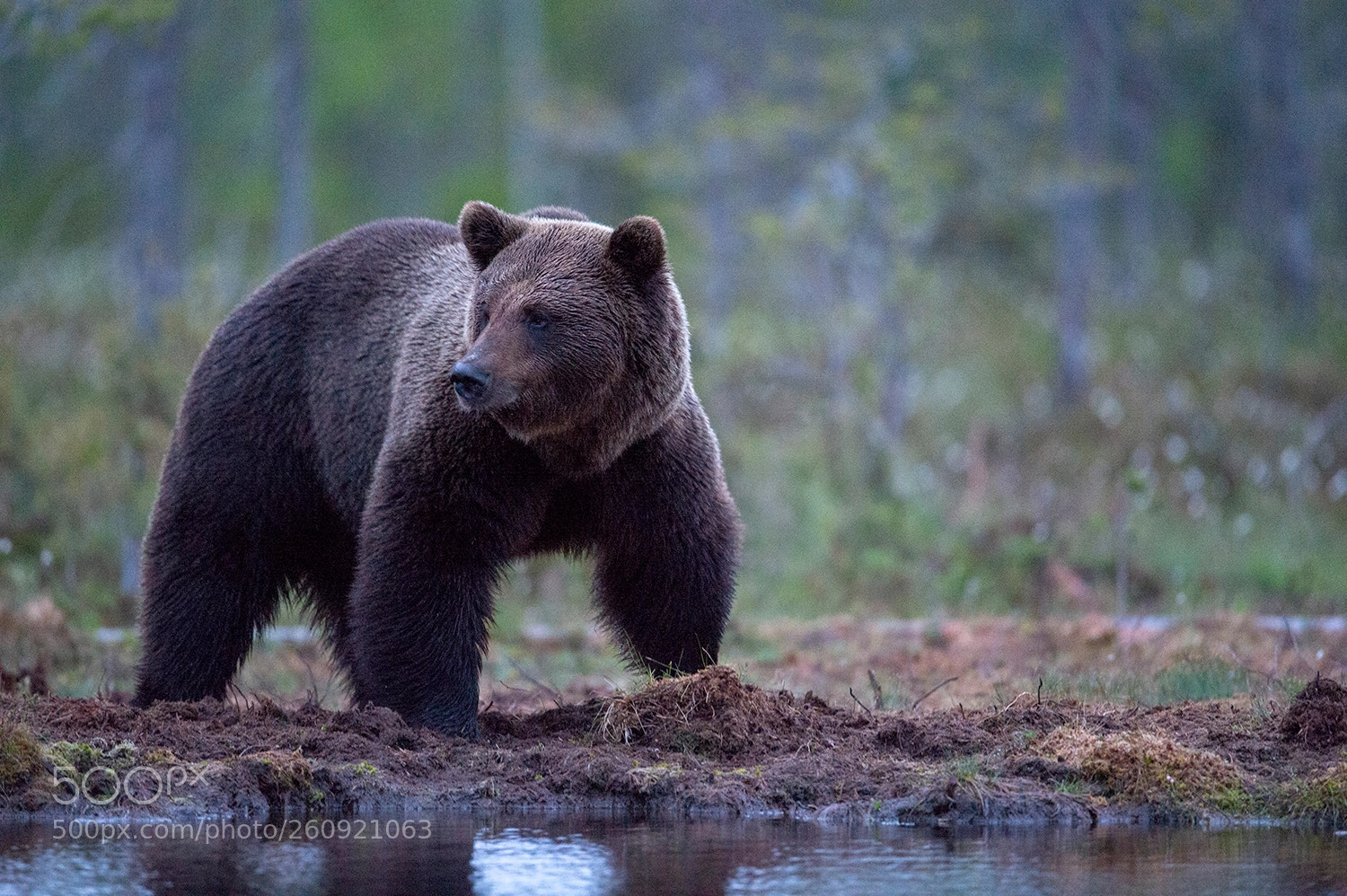 Nikon D4 sample photo. Finnish bear photography