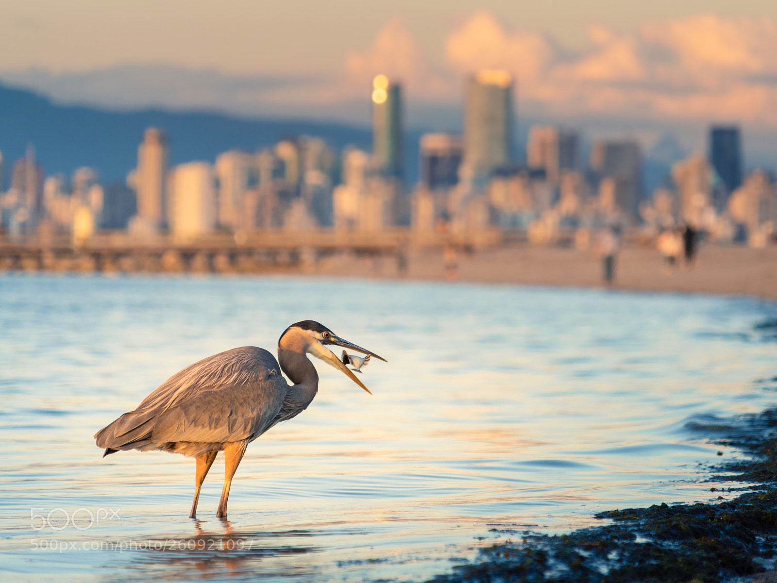 Sony a7R III sample photo. Blue heron photography
