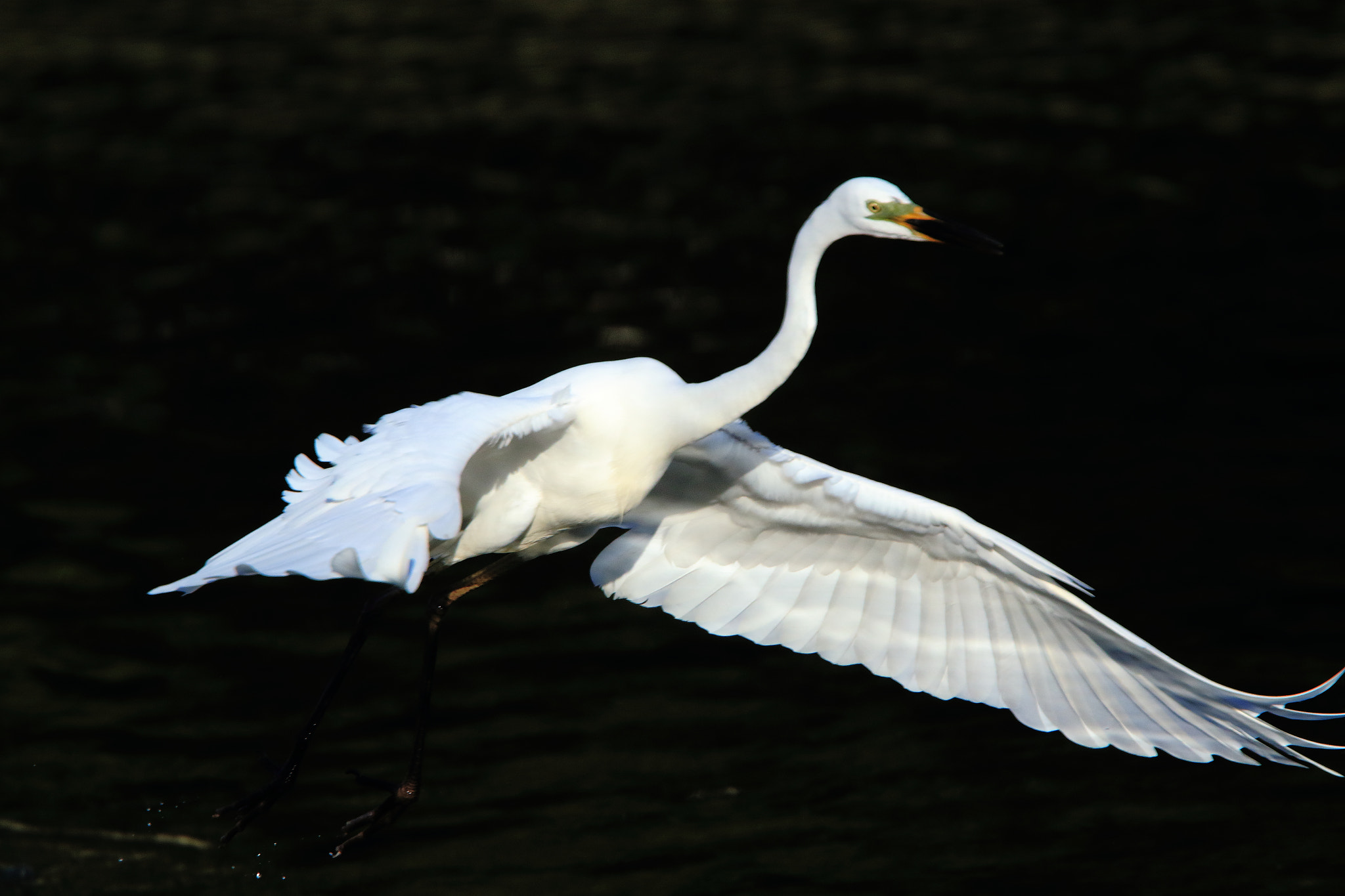 Canon EF 400mm F4.0 DO IS USM sample photo